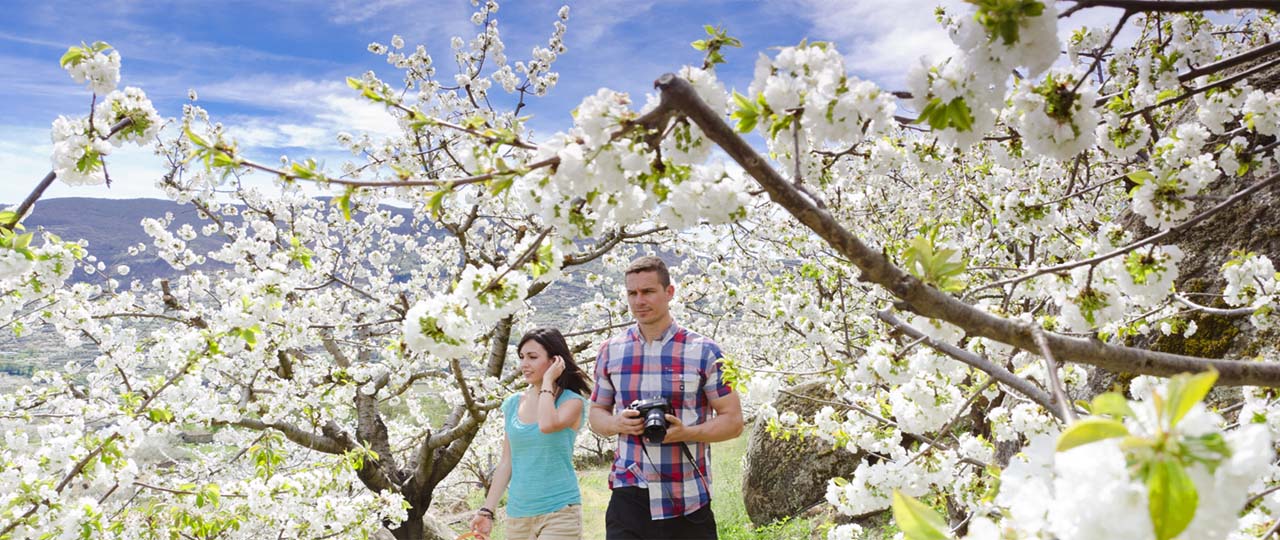 Un couple parmi des cerisiers en fleur