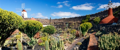 Kakteengarten, Lanzarote