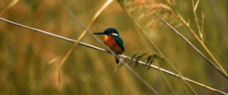 Vogelbeobachtung in S‘Albufera, Menorca