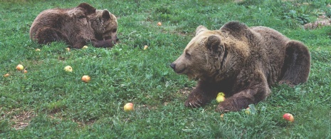 Ours sur le Sentier de l’ours, Asturies