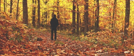 Autumnal forest in the Ambroz Valley, Extremadura