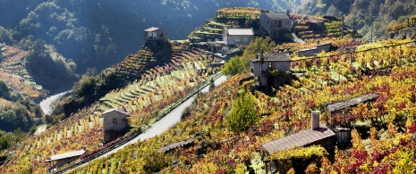 Vineyards in Ribeira Sacra