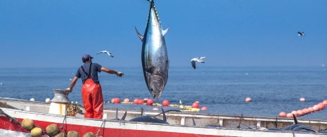 アルマドラバによる漁獲の1日