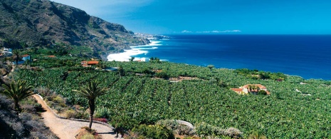 Bananeiras em Realejos, Tenerife