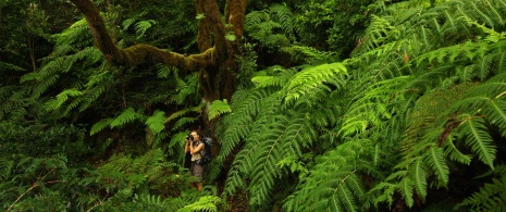 Jeune fille en train de prendre des photos dans la forêt de laurisylve d’Anaga