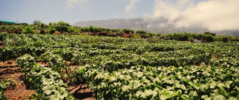 Vineyards in Realejos, Tenerife