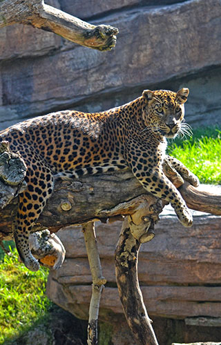 Leopard in the Valencia Bioparc