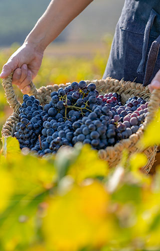 Grapes in the vineyards of Requena-Utiel, Valencia