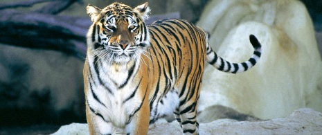 Un tigre à Loro Parque. Puerto de la Cruz