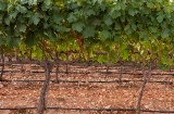 Weinberge in der Region Montilla-Moriles, Andalusien