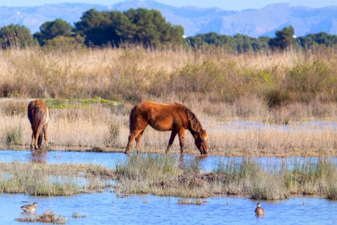 Cavalli al pascolo nel parco naturale dell'Albufera di Maiorca, isole Baleari 