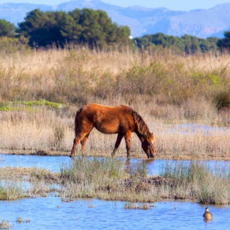 Caballos pastando en el Parque Natural de la Albufera de Mallorca, Islas Baleares