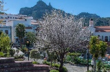 Flowering trees blooming in Tejeda, Gran Canaria
