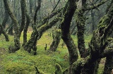 Bosco nel Parco Nazionale di Garajonay. La Gomera