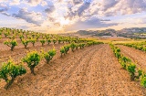 Viñedos de la Ribera del Duero