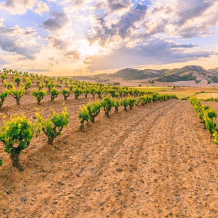 Vigneti della Ribera del Duero