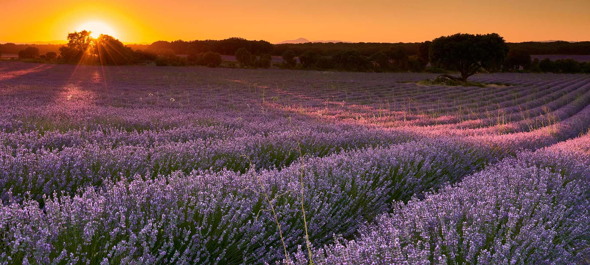 Lavender fields in Brihuega. Guadalajara Lavender fields in Brihuega. Guadalajara
