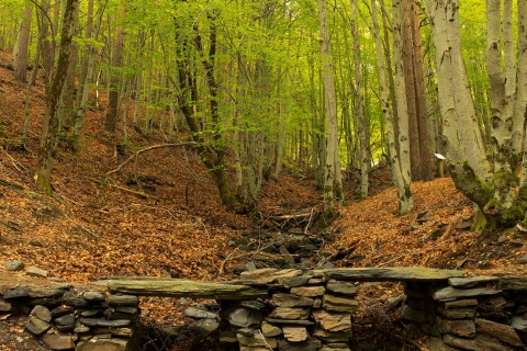 Tejera Negra beech forest in Sierra de Ayllón