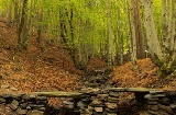 Buchenwald von Tejera Negra in der Sierra de Ayllón