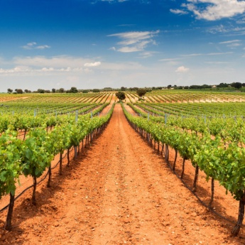 Vista de viñedos de Bodegas Fontana en Fuente de Pedro Naharro, Cuenca