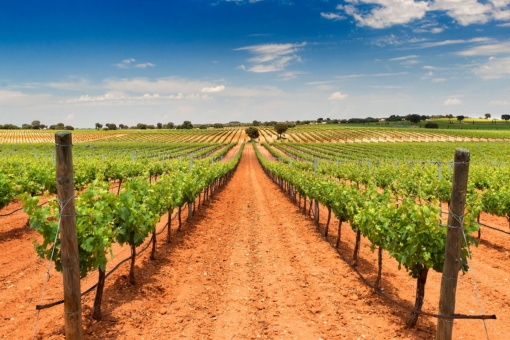 Vista de viñedos de Bodegas Fontana en Fuente de Pedro Naharro, Cuenca