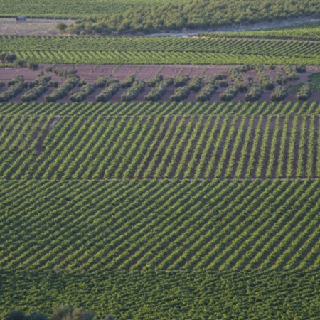 Weingärten in Valdepeñas (Ciudad Real, Kastilien-La Mancha)