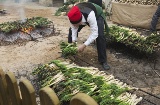 Photo d'une « calçotada » traditionnelle à Valls (province de Tarragone, Catalogne)