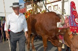 Popular procession for San Isidro Labrador in Los Barrios