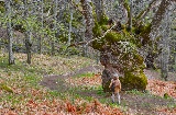 Autumnal landscape in the Ambroz valley