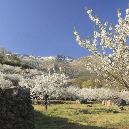 Cerisiers en fleur dans la vallée du Jerte, dans la province de Cáceres (Estrémadure)