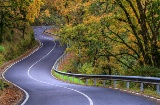 Road through the forest. The Way of Saint James. Galicia