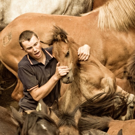 Ein Aloitador, ein Mähnenschneider, hält ein Wildpferd bei dem traditionellen Wildpferdetreiben „Rapa das Bestas“ von Sabucedo