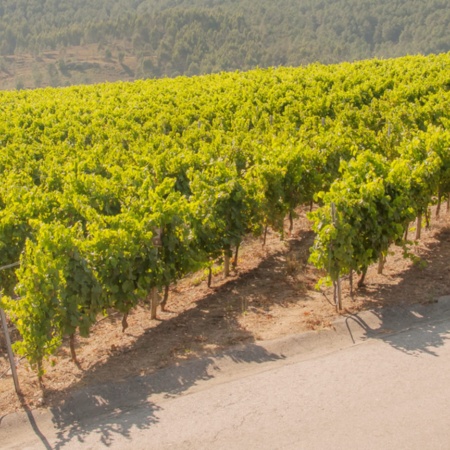 Weinberge in der Region Rias Baixas in Pontevedra, Galicien