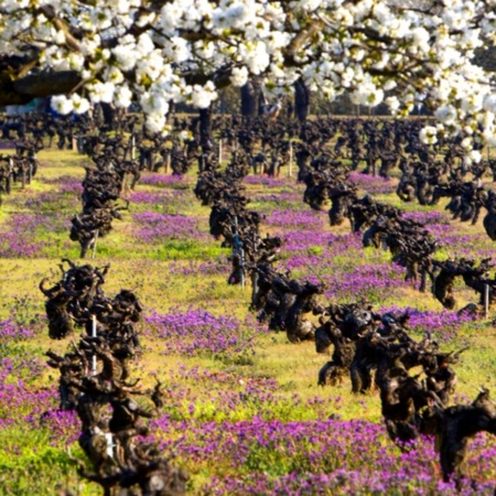 Die Landschaft der Weinstraße von Bierzo - Bierzoenoturismo