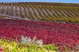 Landscape on the Campo de Cariñena Wine Route