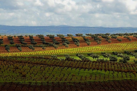 Landscape on the Ribera del Guadiana Wine and Cava Route