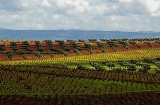 Landscape on the Ribera del Guadiana Wine and Cava Route