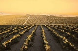 Paisaje de la Ruta del Vino y el Brandy del Marco de Jerez