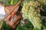 Route du vin de Penedès