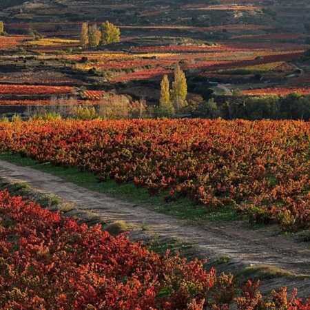 Paesaggio dell'itinerario enoturistico della Rioja Alavesa