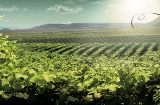 Paysage de la route du vin de Lleida-Costers del Segre.