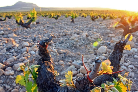 Paisagem da Rota do Vinho de Yecla