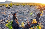 Paisaje de la Ruta del Vino de Yecla