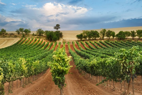 Una donna tra i vigneti con un calice di vino in mano