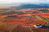 Una donna tra i vigneti con un calice di vino in mano