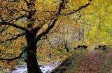 Forêt de Muniellos à Cangas del Narcea