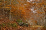 Hayedo de Peña Roya, parque natural Moncayo