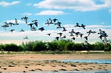 Marais de l’Odiel à Huelva