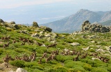 Mountain goats in El Puerto del Peón, Sierra de Gredos