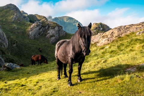 Caballos en el Parque Natural de Aiako Harria en el País Vasco